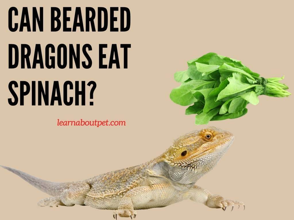 Can Bearded Dragons Eat Spinach? 3 Brutal Symptoms - 2022