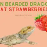 Can Bearded Dragons Eat Strawberries? 8 Menacing Symptoms Of Eating Too Many Strawberries