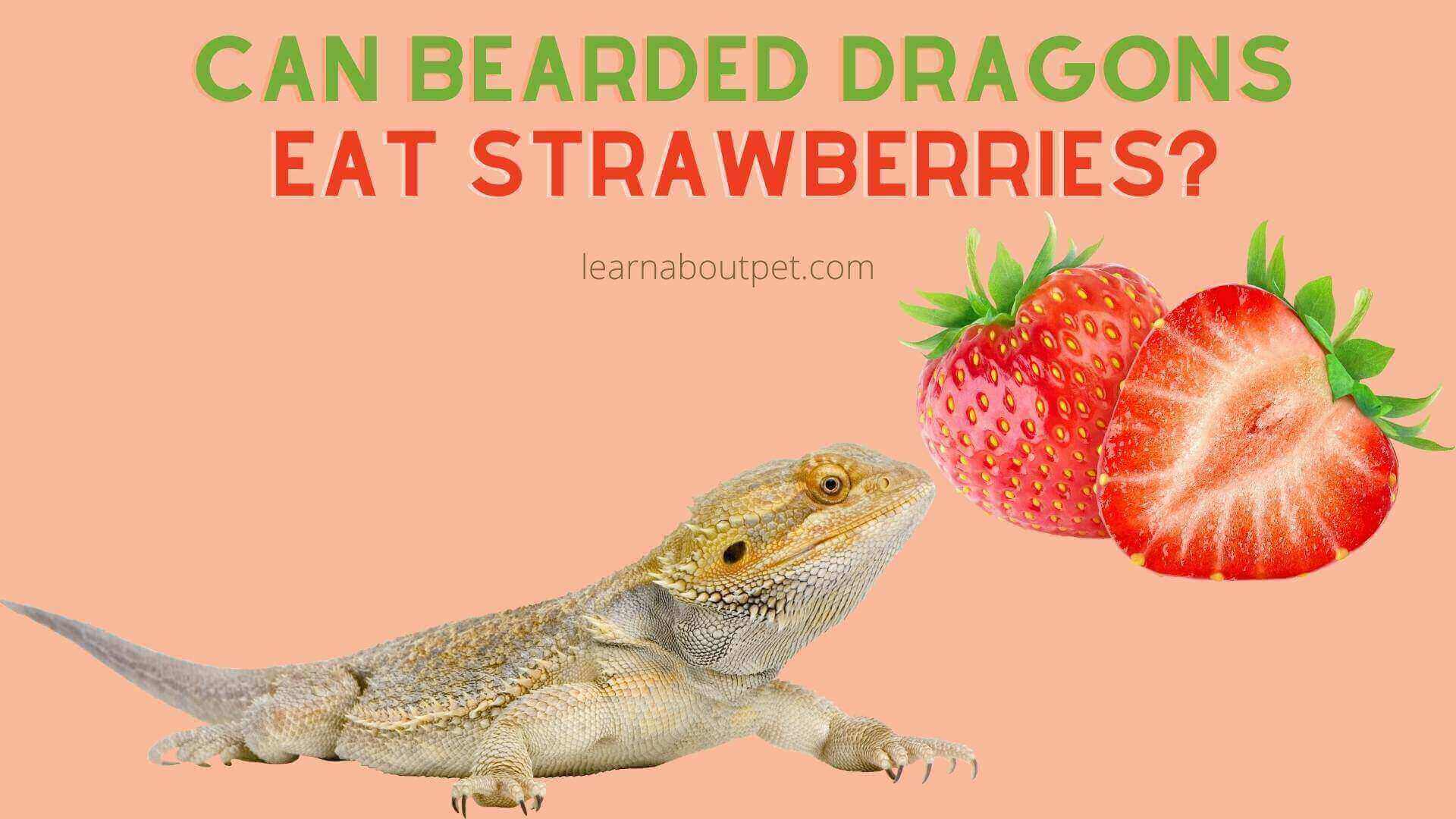 Can Bearded Dragons Eat Strawberries? 8 Menacing Symptoms Of Eating Too