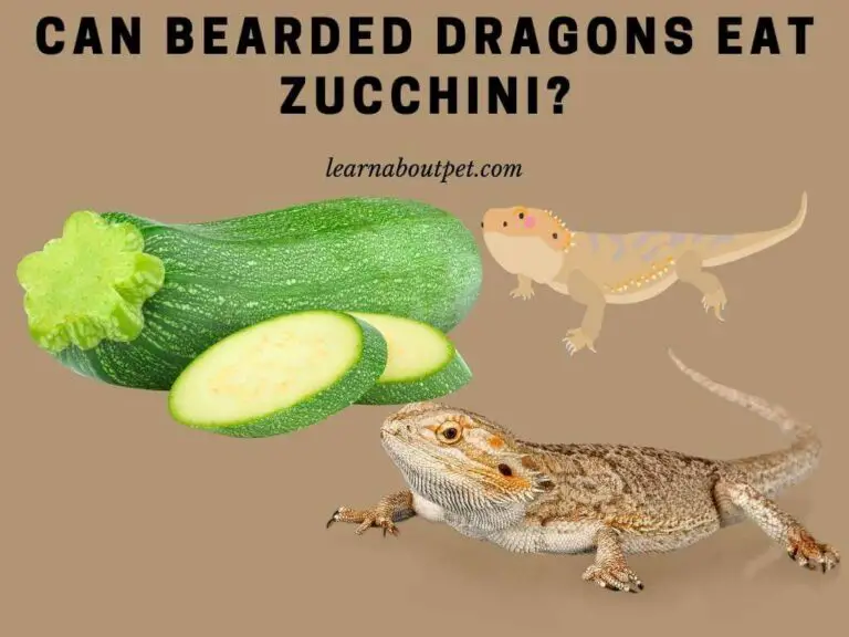 Can Bearded Dragons Eat Zucchini? 7 Healthy Nutrients In Zucchini For