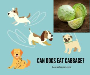 Can dogs eat cabbage