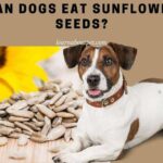 Can Dogs Eat Sunflower Seeds? (9 Interesting Facts!)