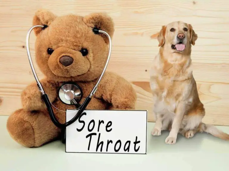 can-dogs-get-sore-throats-9-conclusive-symptoms-for-dog-sore-throat