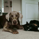 Can You Feed A Dog Cat Food In An Emergency? 7 Interesting Facts