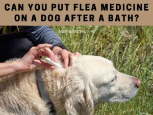 Can you put flea medicine on a dog after a bath