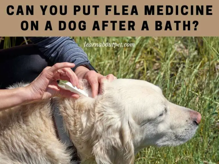 Can You Put Flea Medicine On A Dog After A Bath? 9 Interesting Facts