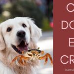 Can Dogs Eat Crab And Crab Shells? 7 Cool Facts can dogs eat crab