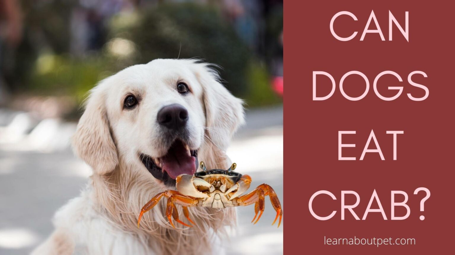 Can Dogs Eat Crab And Crab Shells? 7 Cool Facts - 2022