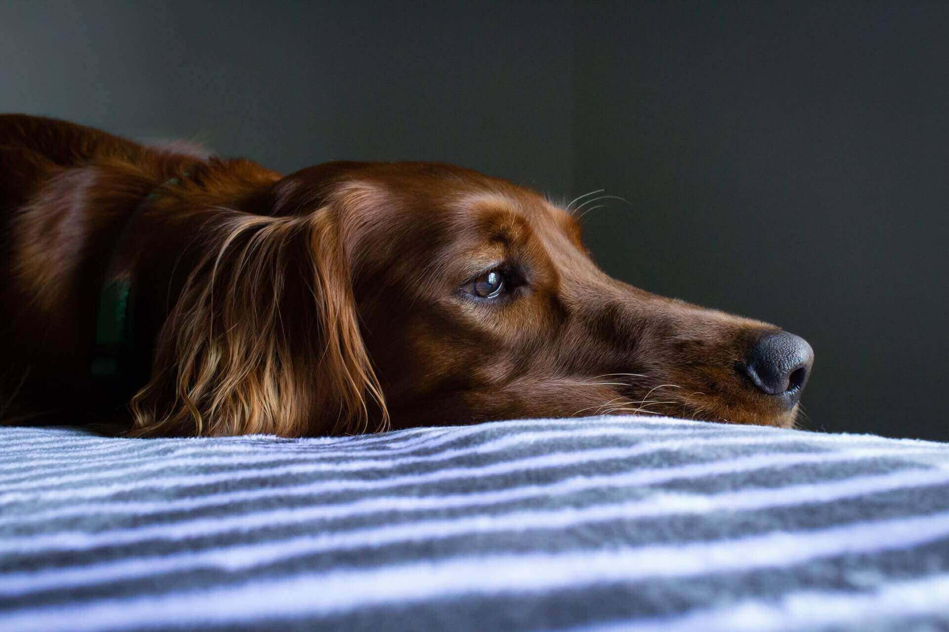 Top 16 Degenerative Myelopathy In Dogs When To Euthanize Lastest 