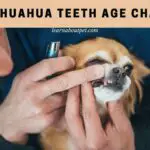 Chihuahua Teeth Age Chart : 7 Interesting Facts From Chihuahua Teeth Diagram