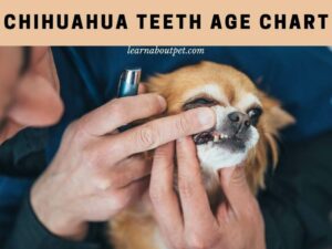 Chihuahua teeth age chart