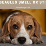 Do Beagles Smell