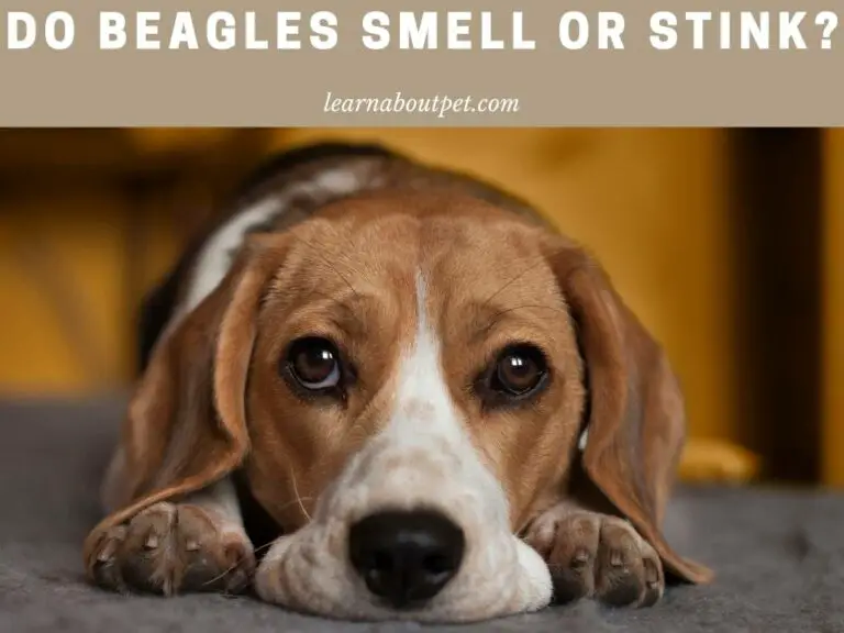Do Beagles Smell? 9 Conclusive Reasons For Beagles Stinking