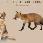 Do Foxes Attack Dogs