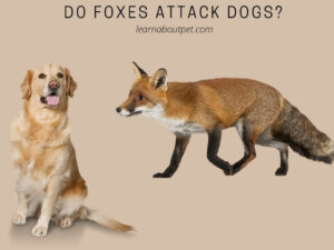 Do foxes attack dogs