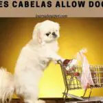Does Cabelas Allow Dogs? 5 Cool Tips From Policy For
