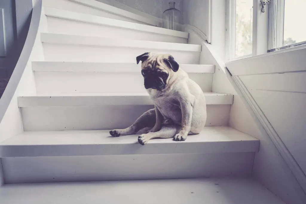 Dog Kidney Failure When To Euthanize