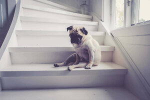 Dog Kidney Failure When To Euthanize