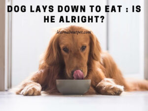 Dog lays down to eat