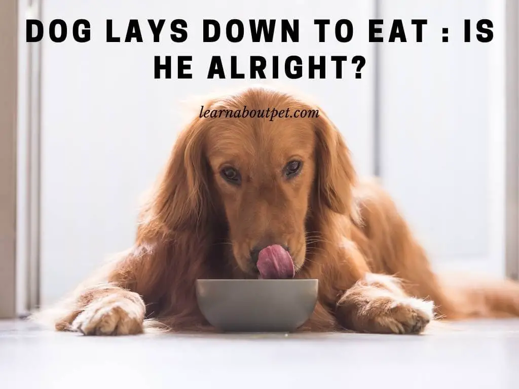 Dog Lays Down To Eat : 5 Cool Reasons