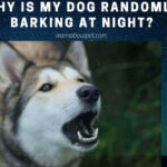 Dog Randomly Barking At Night : 13 Reasons And 5 Clear Solutions