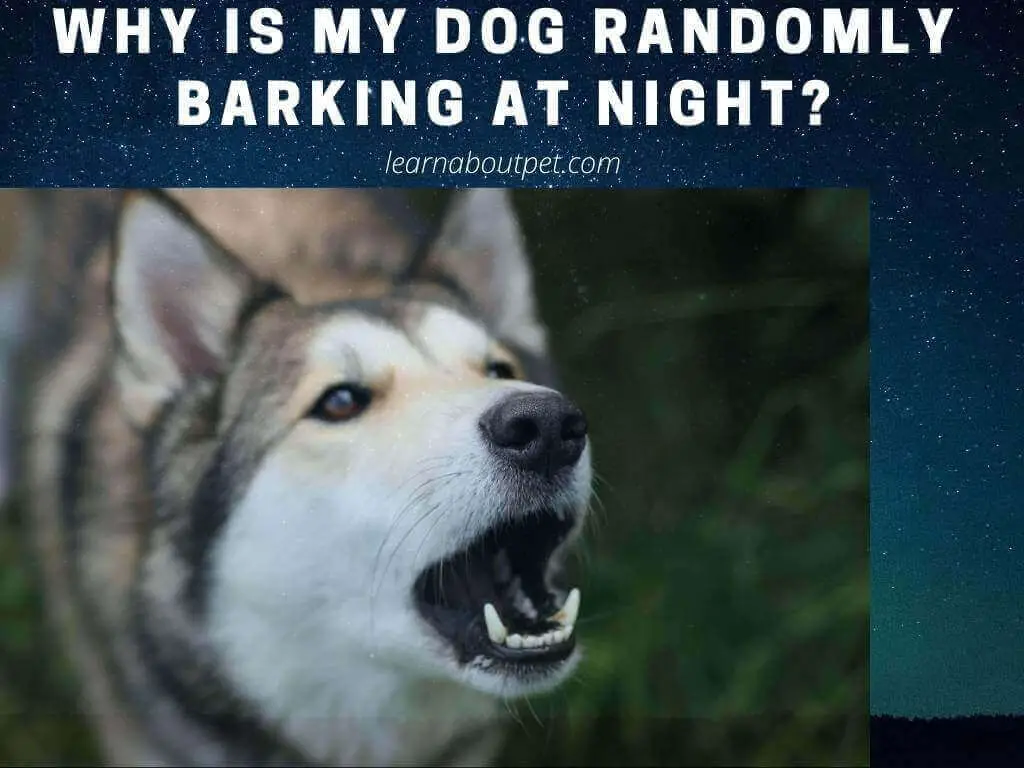 dog-randomly-barking-at-night-13-reasons-and-5-clear-solutions