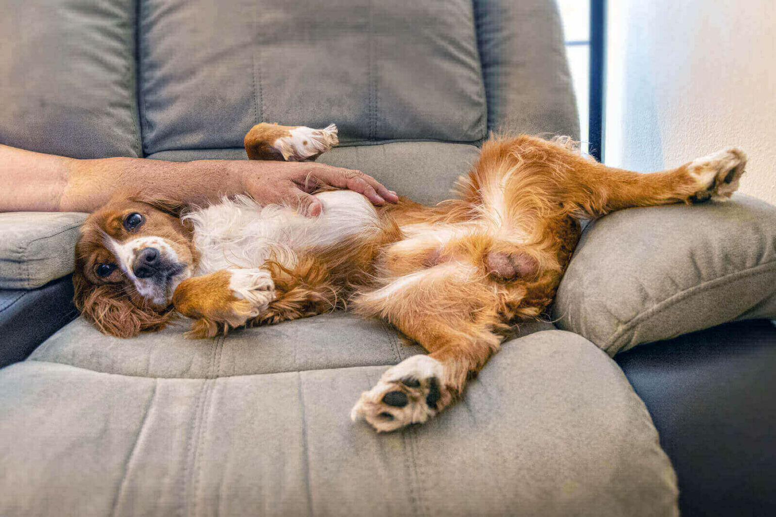 Dogs Peeing On Furniture 5 Clear Ways On How To Keep Dogs From Peeing 