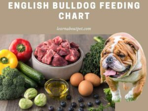 English bulldog feeding chart - how many cups of food should i feed my english bulldog