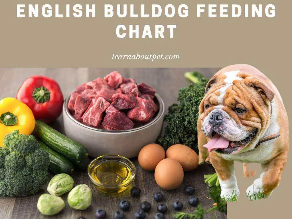 English Bulldog Feeding Chart 12 Month By Month Comprehensive Feeding