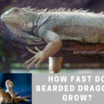 How Fast Do Bearded Dragons Grow? 12 Month Conclusive Bearded Dragon Growth Stages