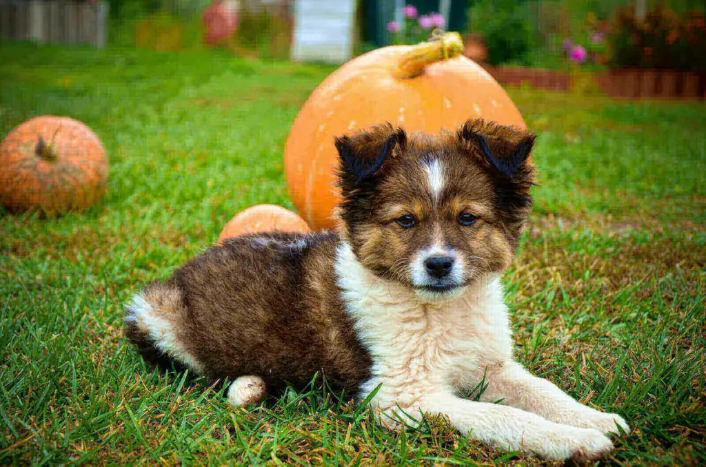 How fast does pumpkin work for dog constipation
