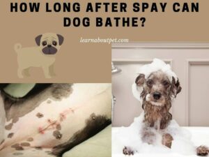 How long after spay can dog bathe