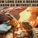 How Long Can A Bearded Dragon Go Without Heat? 7 Interesting Facts How Long Can A Bearded Dragon Go Without Heat