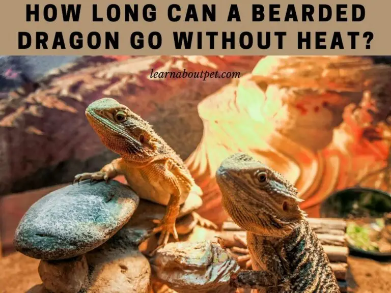 How Long Can A Bearded Dragon Go Without Heat? 7 Interesting Facts