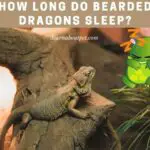 How Long Do Bearded Dragons Sleep? (11 Interesting Facts!)