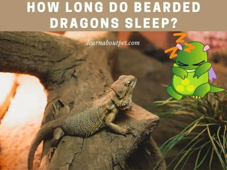 How Long Do Bearded Dragons Sleep? (11 Interesting Facts!)