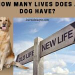 How Many Lives Does A Dog Have