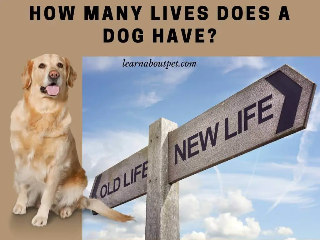 How many lives does a dog have