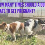 How Many Times Should A Dog Mate To Get Pregnant