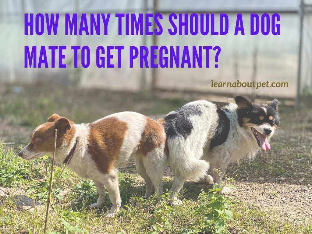 How Many Times Should A Dog Mate To Get Pregnant 3 Clear Signs Of Successful Mating