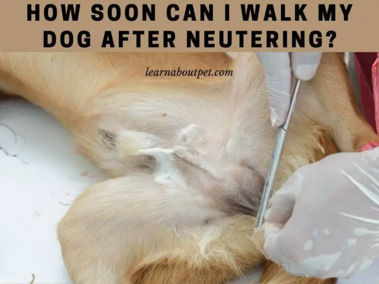 How Soon Can I Walk My Dog After Neutering? 4 Clear Stages Of Dog Recovery