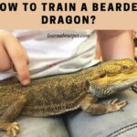 How To Train A Bearded Dragon