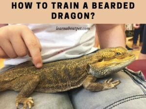 How to train a bearded dragon