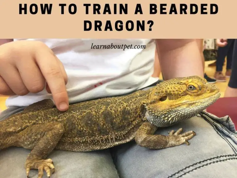 How To Train A Bearded Dragon? 11 Interesting Methods 2023