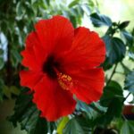 Is Hibiscus Poisonous To Dogs? (4 Menacing Symptoms)
