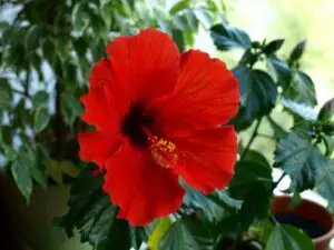 Is hibiscus poisonous to dogs