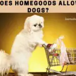 Is Homegoods Dog Friendly? 7 Cool Tips From Pet Policy
