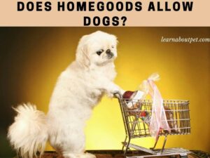 Is homegoods dog friendly