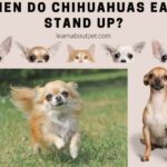 When Do Chihuahuas Ears Stand Up? 7 Clear Reasons For Chihuahua Floppy Ears