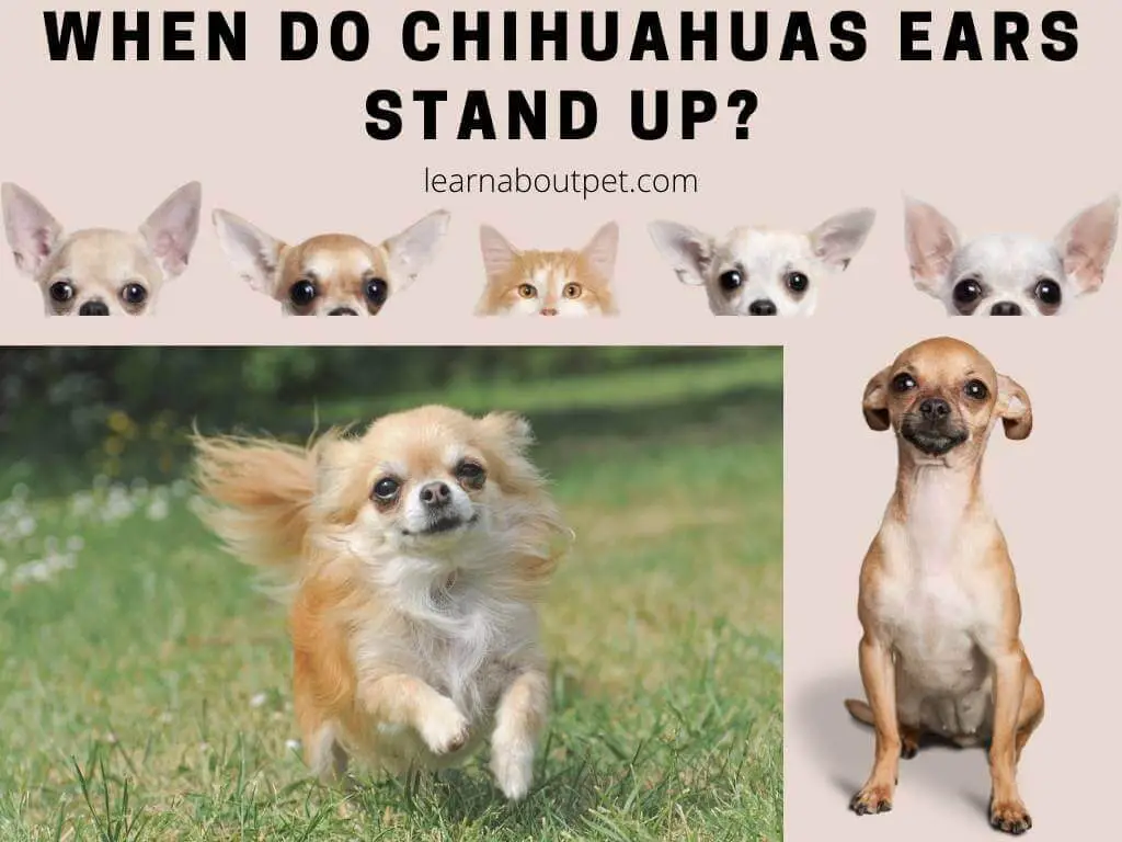 When do chihuahuas ears stand up - chihuahua floppy ears - when do chihuahua puppies ears stand up